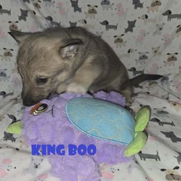 King Boo - Gray male Swedish Vallhund puppy in Yorktown, Virginia from Skyfyre Swedish Vallhunds