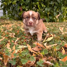 O'Neill - male Sporty Mix puppy in Richland, Michigan from Seay's Sporty Mixes