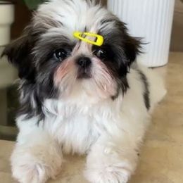 Beautiful Girls - Tricolor female Shih Tzu puppy in Willard, Utah from Shih-tzu Queen