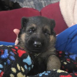 German Shepherd Puppies from Hughes shepherds