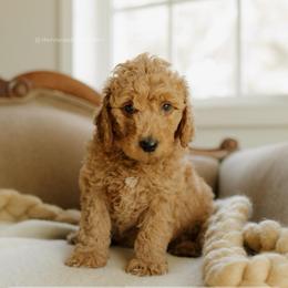 Mike - Red  male Goldendoodle puppy in Hiddenite, North Carolina from Rose and Reid Doodles