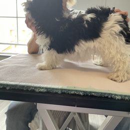 Havanese Puppies from Coraz’on Havanese