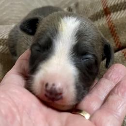 Lent - White and blue brindle male Whippet puppy in Harlingen, Texas from Sincity Dogs Hobby Kennel