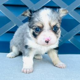 Tigger - Merle male Chihuahua puppy in Hobgood, North Carolina from Four Kids’ Farms, LLC