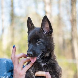 Dutch Shepherd Puppies from Faberge Hollandse Herdershond
