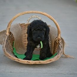 Poodle Puppies from Nay Design Poodles