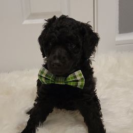 Poodle Puppies from Simply Standard Poodles