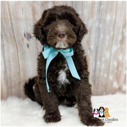 Della - OFA-Genetics-2 Yr Warranty. - Chocolate female Goldendoodle puppy in Jeddo, Michigan from Apple Creek Doodles