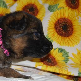 German Shepherd Puppies from Von Falkenberg German Shepherds, LLC