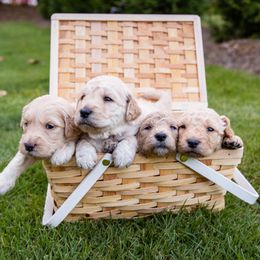 Goldendoodle Puppies from Ellie's Goldendoodles