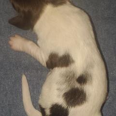 Kleine Munsterlander Puppies from Prairie State Kennel