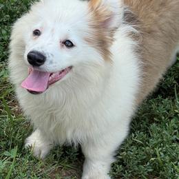 Fabulous Finn - White and red male Pembroke Welsh Corgi puppy in Heyworth, Illinois from Schumaker Corgis