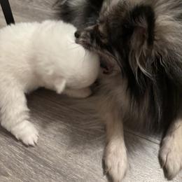 Pomeranian Puppies from Wickedly Cute Puppies