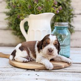 Church Bell - Tri-Roan male English Springer Spaniel puppy in Henderson County, North Carolina from Roan Creek Kennels