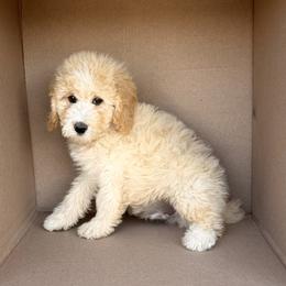 Greg - Yellow and white male Bernedoodle puppy in Peoria, Arizona from Wroth's Pawsibilities
