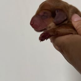 CKC  dapple  red - Dapple male Dachshund puppy in Anderson, California from Golden Paws Dachshunds