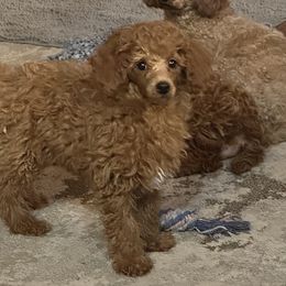 Beau - Red  male Poodle puppy in Cabool, Missouri from Rafter B Farms