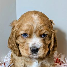 Cocker Spaniel Puppies from HoneyCoop’s