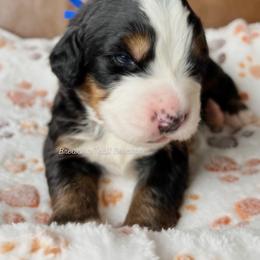 Spumoni - Black rust and white male Bernese Mountain Dog puppy in Draper, Utah from Breaking Trail Berners
