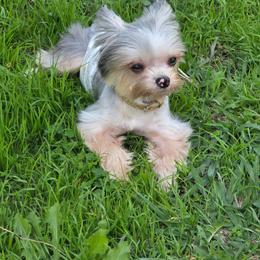 Pepe - Yorkshire Terrier