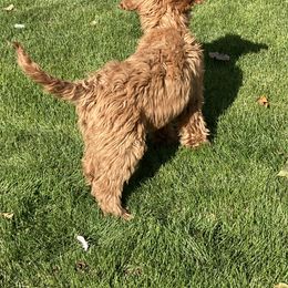 Labradoodle Puppies from Northwest Sporting Doodles
