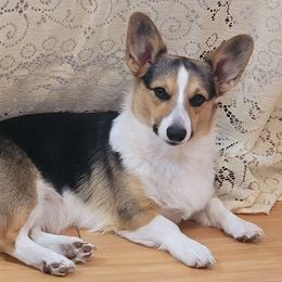 Sadie - Pembroke Welsh Corgi
