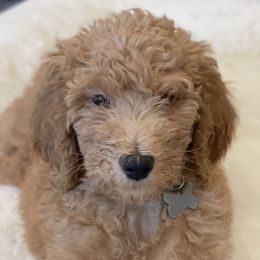 Goldendoodles from Valley Goldendoodles