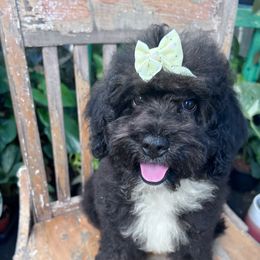 Raven - with training - Black and white female Cockapoo puppy in Boonville, North Carolina from Doods & Dolls