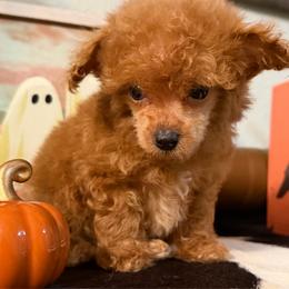 Girl 1 - Red  female Poodle puppy in Kidder, South Dakota from Continental Cavaliers