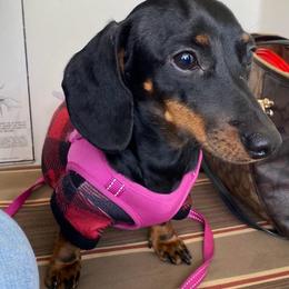 Frida - Dachshund