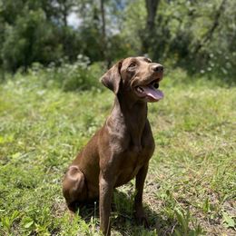 Jazz - Labrador Retriever
