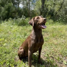 Jazz - Labrador Retriever