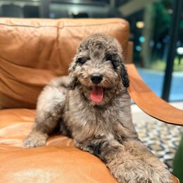 Will Gardner - Merle male Goldendoodle puppy in Houston, Texas from Were The Mack'Doodles