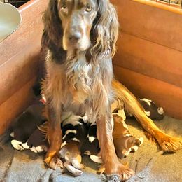 Tazlina - English Springer Spaniel