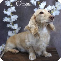 Crispin - Dachshund