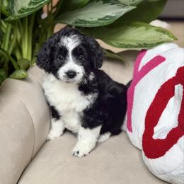 Laurel - Black and white female Aussiedoodle puppy in Jackson, Tennessee from Dinah Doodles and Aussies