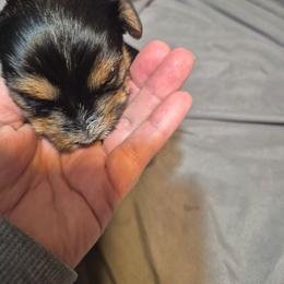 Baby boy 2 - Black and tan male Yorkshire Terrier puppy in Seneca, South Carolina from Lee's Puppies