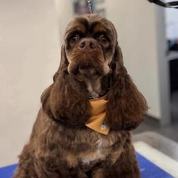 Cooper - Cocker Spaniel