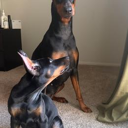 Doberman Pinscher Puppies from Haus of Hound