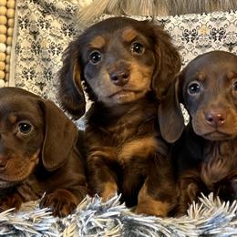Dachshunds from Ace’s Doxies