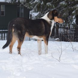 Collie All Grown Up from Glenelg Collies
