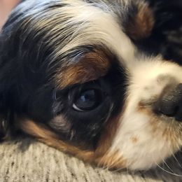 Sushi - Cavalier King Charles Spaniel puppy from Crozapulco Cavaliers AKC