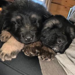 German Shepherds from Whispering Wood's German Shepherds