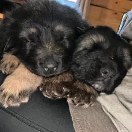 German Shepherds from Whispering Wood's German Shepherds