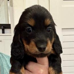 Steve - Black and tan male Dachshund puppy in Southwest Ranches, Florida from Breezy Florida Dachshunds