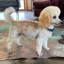 Cowboy - Poodle