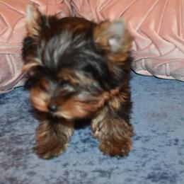 Yorkshire Terrier Puppies from Pooch Perfect Puppies