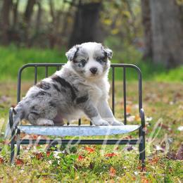 Border Collie and Siberian Husky Puppies from Alpine Tails