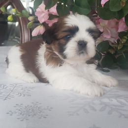 French Bulldog and Shih Tzu Puppies from French Bulldogs Planet