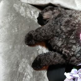 Miniature Schnauzer Puppies from Mountain View Schnauzers